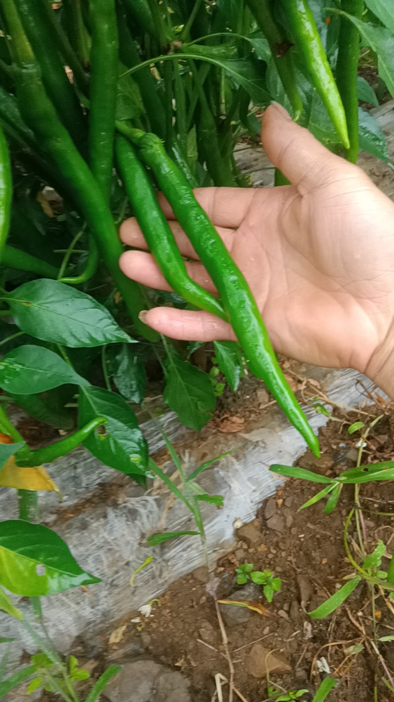 三号线椒