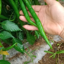 三号线椒