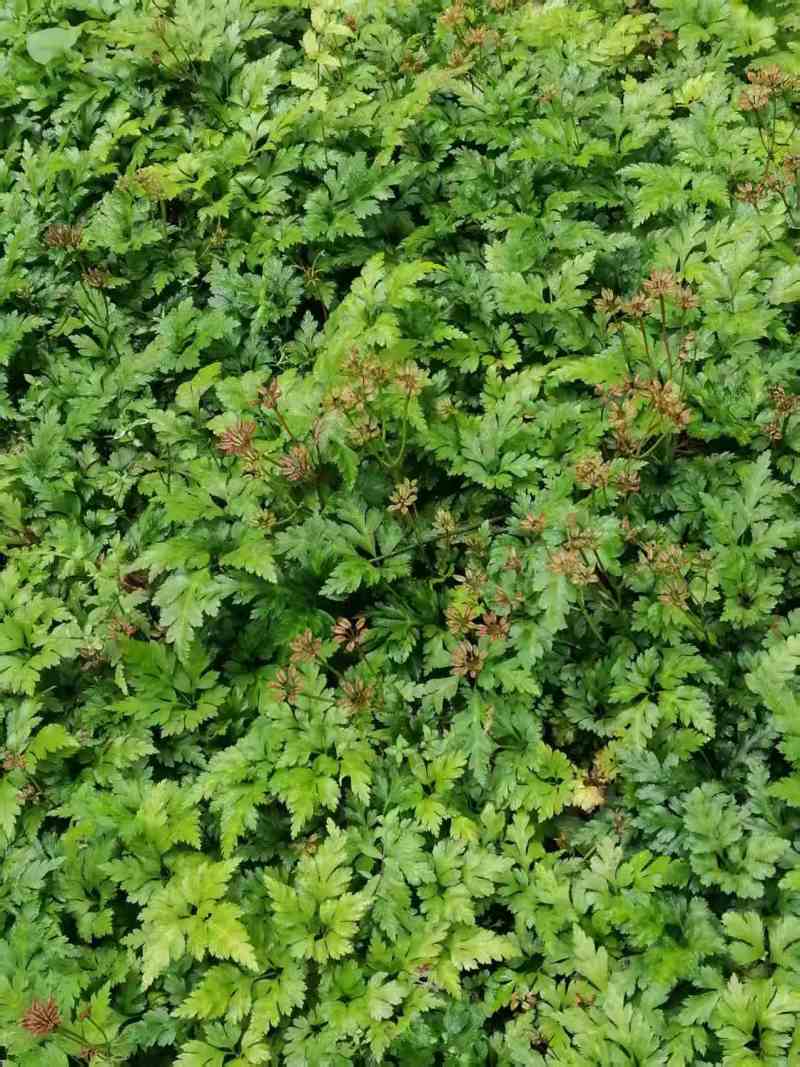 【存活率高】黄连苗，根茎类药材，药用价值高，规格齐全大量
