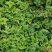 【存活率高】黄连苗，根茎类药材，药用价值高，规格齐全大量