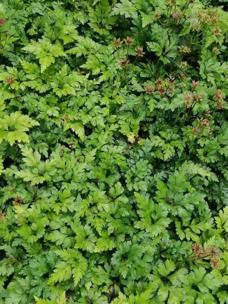 【存活率高】黄连苗，根茎类药材，药用价值高，规格齐全大量