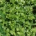 【存活率高】黄连苗，根茎类药材，药用价值高，规格齐全大量