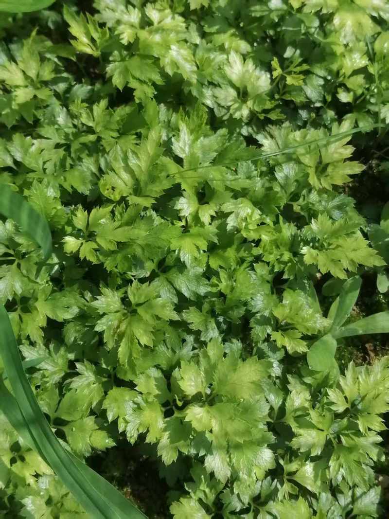 【存活率高】黄连苗，根茎类药材，药用价值高，规格齐全大量