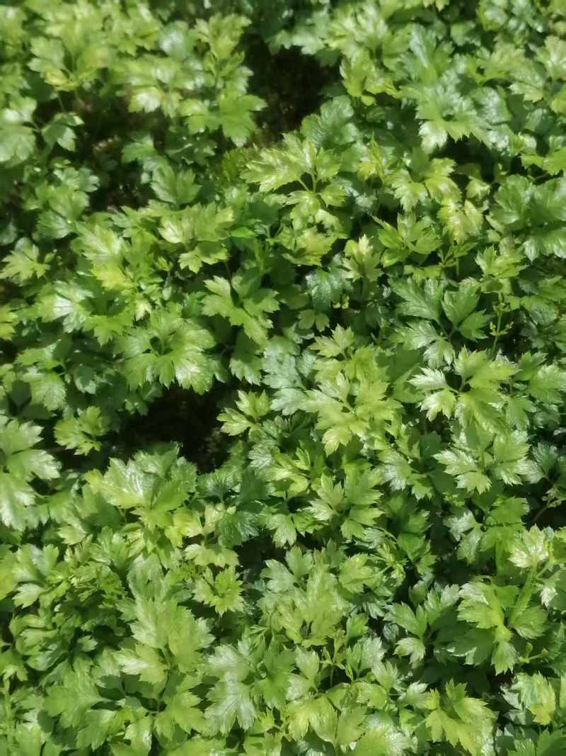 【存活率高】黄连苗，根茎类药材，药用价值高，规格齐全大量