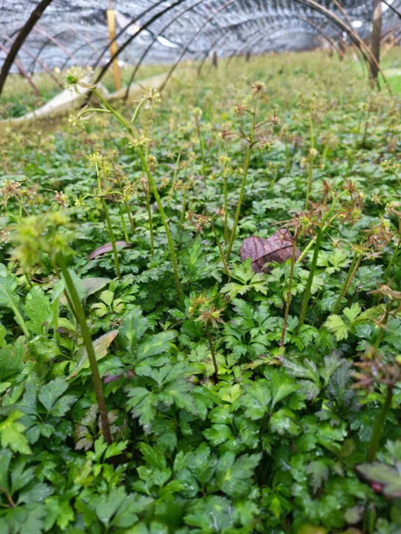 【存活率高】黄连苗，根茎类药材，药用价值高，规格齐全大量