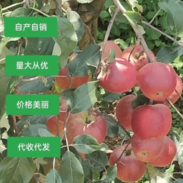 昭通丑苹果，大量上货，一件代发