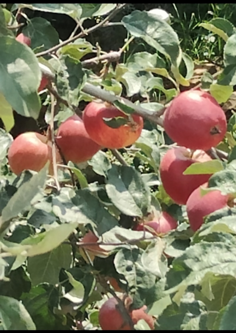 昭通丑苹果，大量上货，一件代发