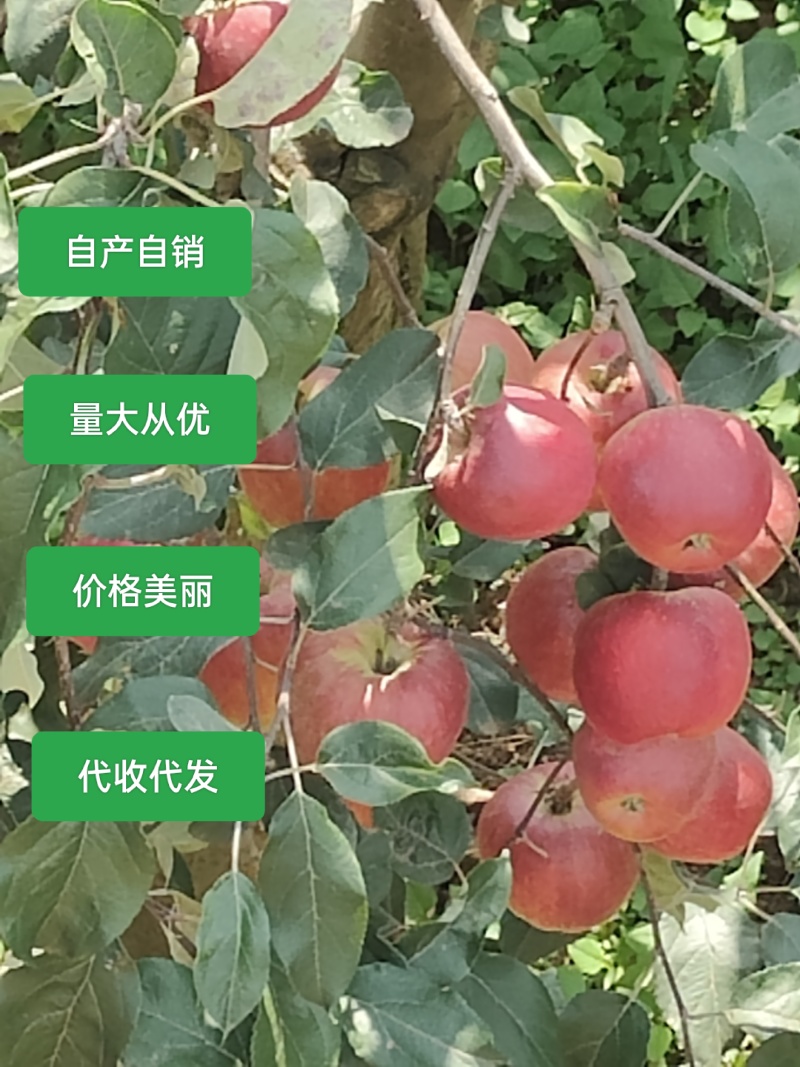 昭通丑苹果，大量上货，一件代发