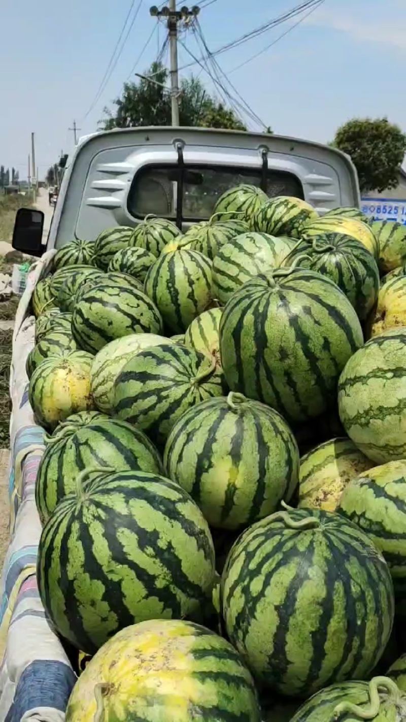 自生苗美都口感好个头匀称