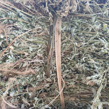 叶下珠，珍珠草，小田草，含羞草今年新货产新水洗干货