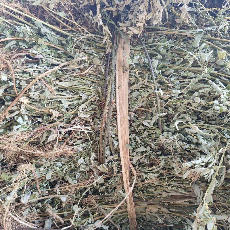 叶下珠，珍珠草，小田草，含羞草今年新货产新水洗干货