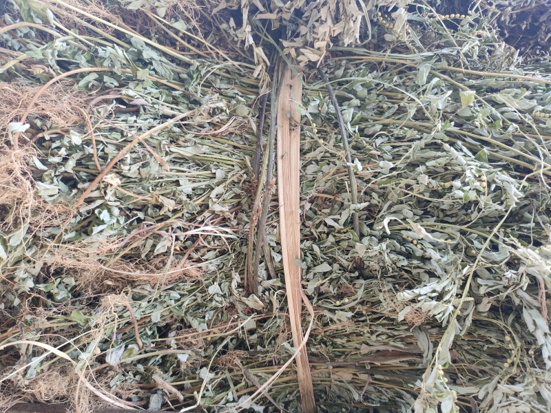 叶下珠，珍珠草，小田草，含羞草今年新货产新水洗干货