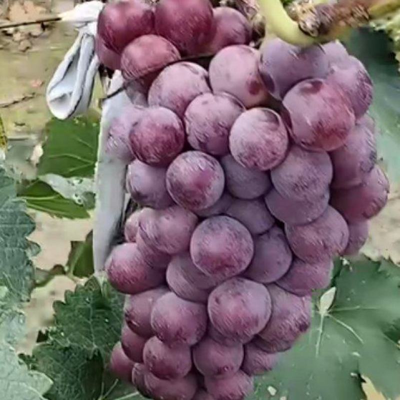 巨峰葡萄