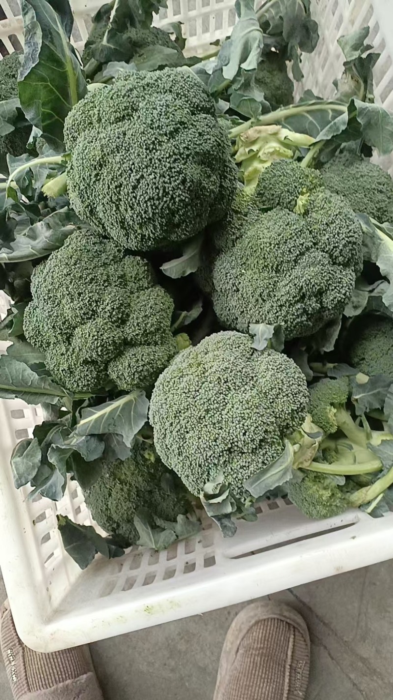 湖北西兰花