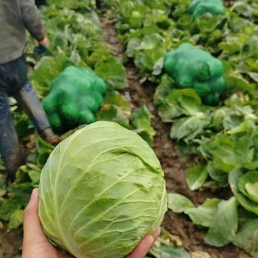 圆包菜，山东常年代收代发甘蓝类，量大质优，可视频