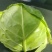圆包菜，山东常年代收代发甘蓝类，量大质优，可视频