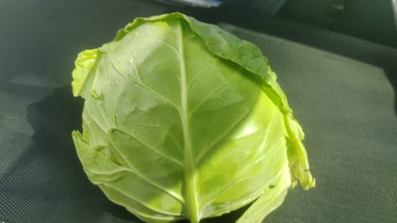 圆包菜，山东常年代收代发甘蓝类，量大质优，可视频