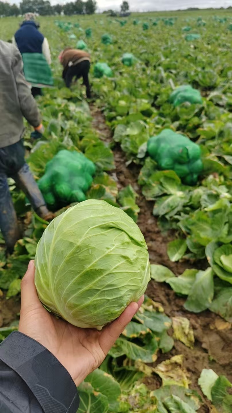 圆包菜，山东常年代收代发甘蓝类，量大质优，可视频