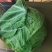 圆包菜，山东常年代收代发甘蓝类，量大质优，可视频
