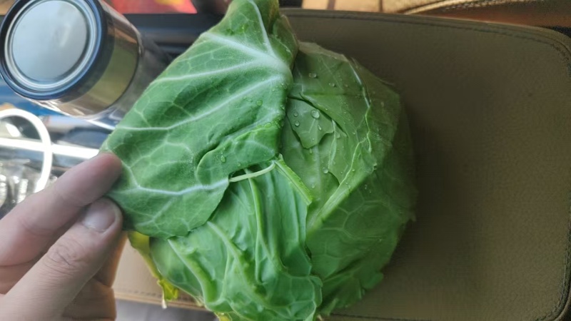 圆包菜，山东常年代收代发甘蓝类，量大质优，可视频