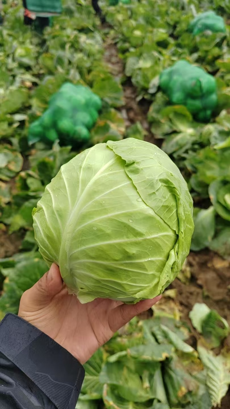 圆包菜，山东常年代收代发甘蓝类，量大质优，可视频