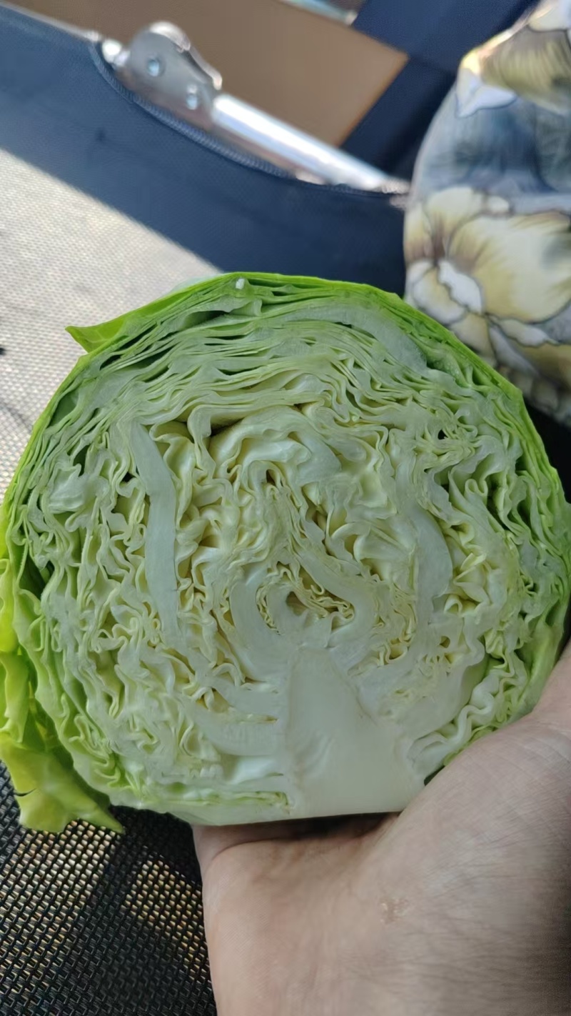 圆包菜，山东常年代收代发甘蓝类，量大质优，可视频