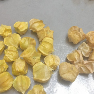 出售大菇茑中手揪灯笼果长期合作