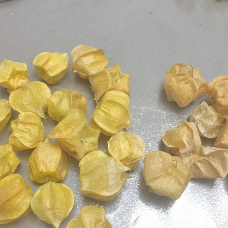 出售大菇茑中手揪灯笼果长期合作