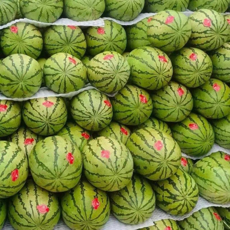 宁夏金城5号西瓜大量上市中，甜度高，发货装车一条龙，致电