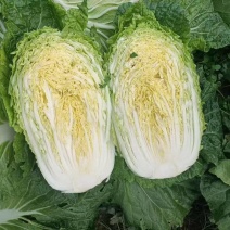 黄心白菜【大白菜】支持视频看货，可发往全国市场！