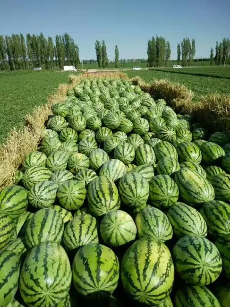 宁夏金城5号西瓜大量上市中，甜度高，发货装车一条龙，致电