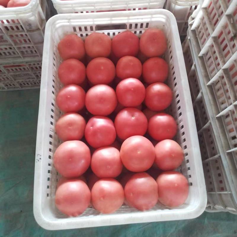 硬粉西红柿