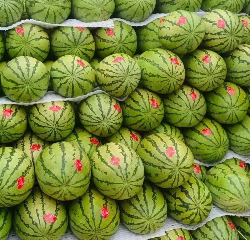 宁夏金城5号西瓜大量上市中，甜度高，发货装车一条龙，致电