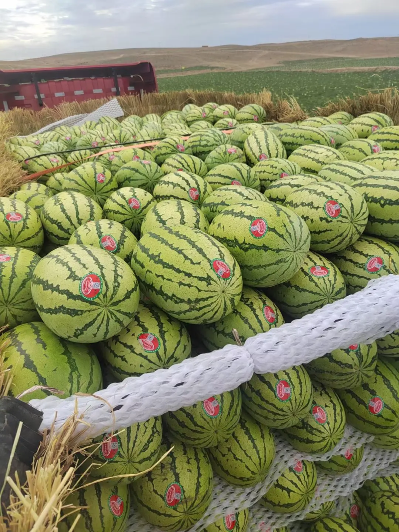 宁夏金城5号西瓜大量上市中，甜度高，发货装车一条龙，致电