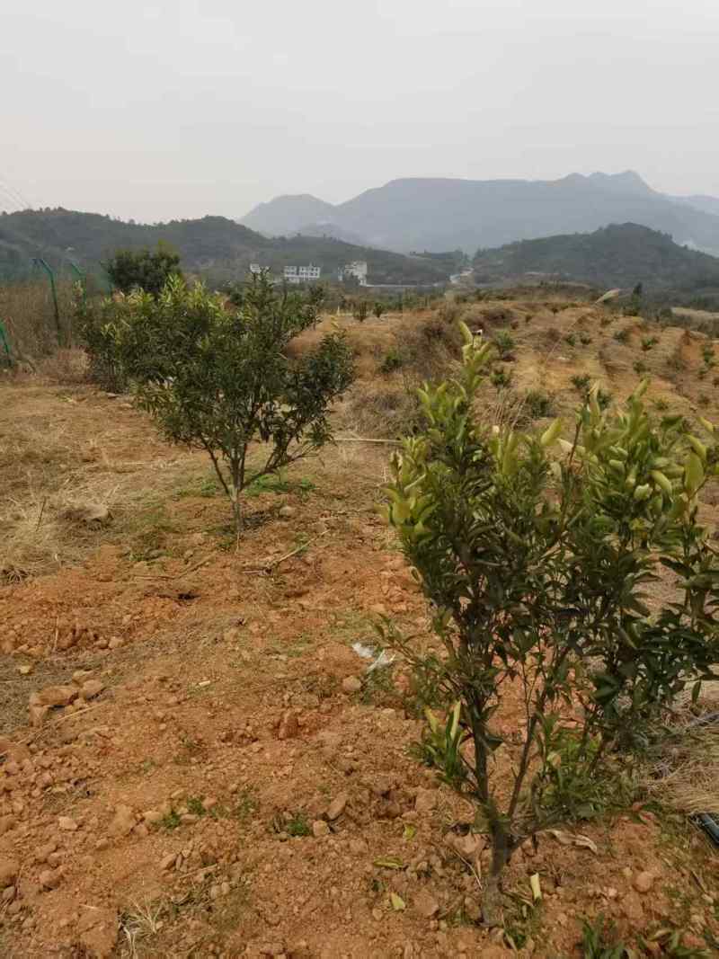 山地果园出租