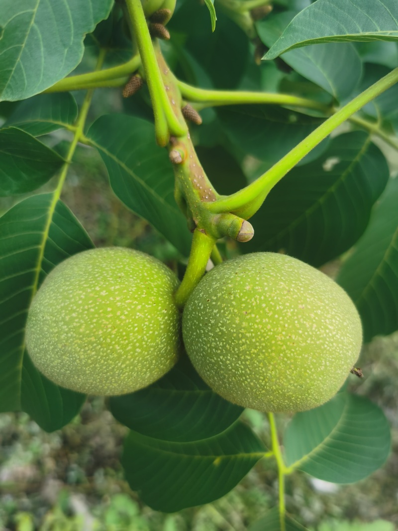 清香青皮核桃