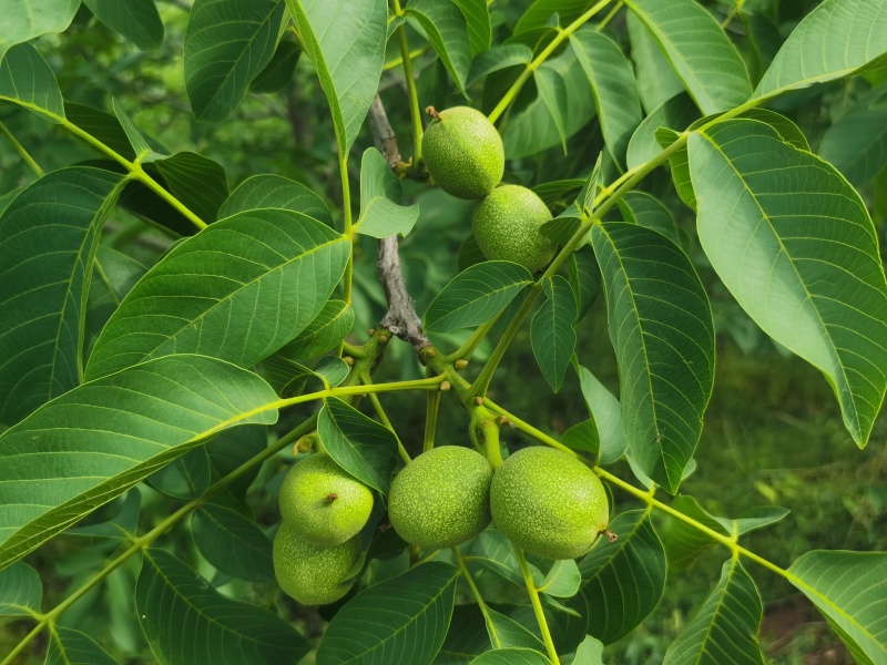 清香青皮核桃