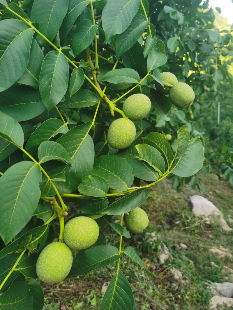 清香青皮核桃