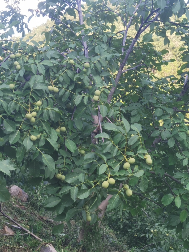 清香青皮核桃