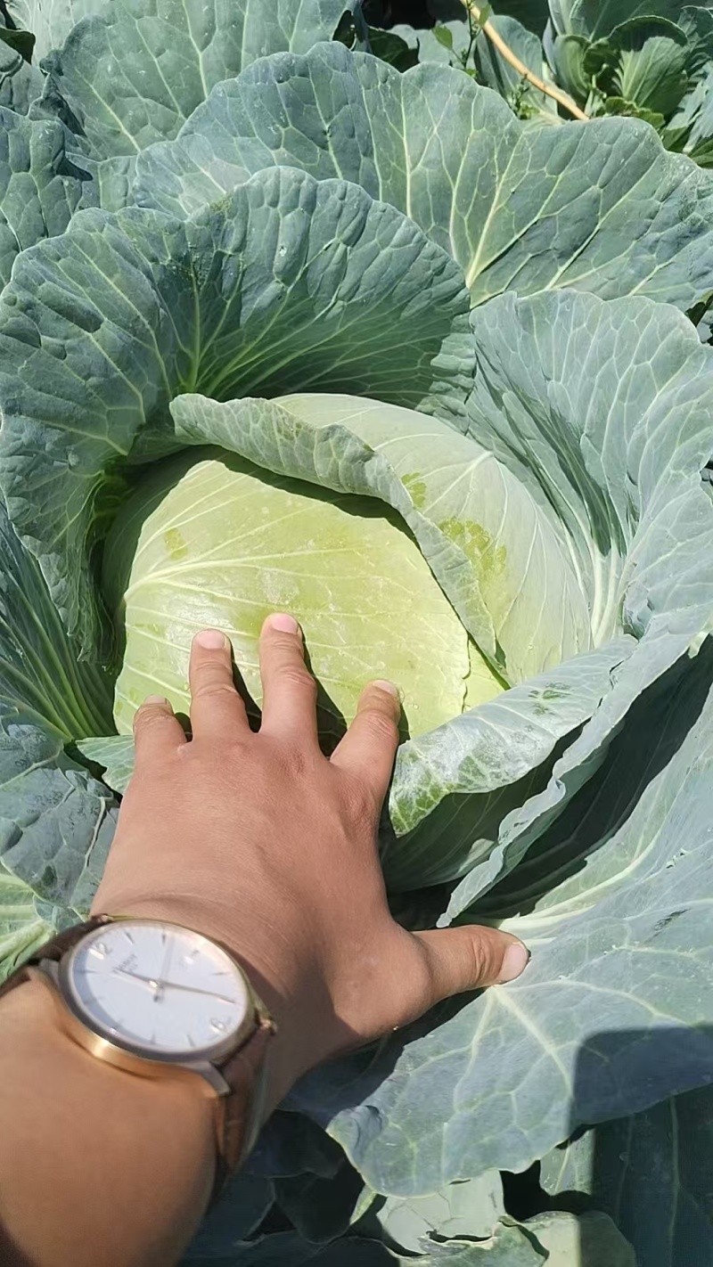 奥奇那【奥奇娜甘蓝】对接档口，商超，电商，市场等
