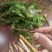 红豆杉