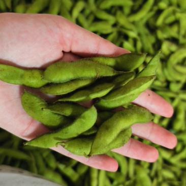 新鲜毛豆，品种绿宝石