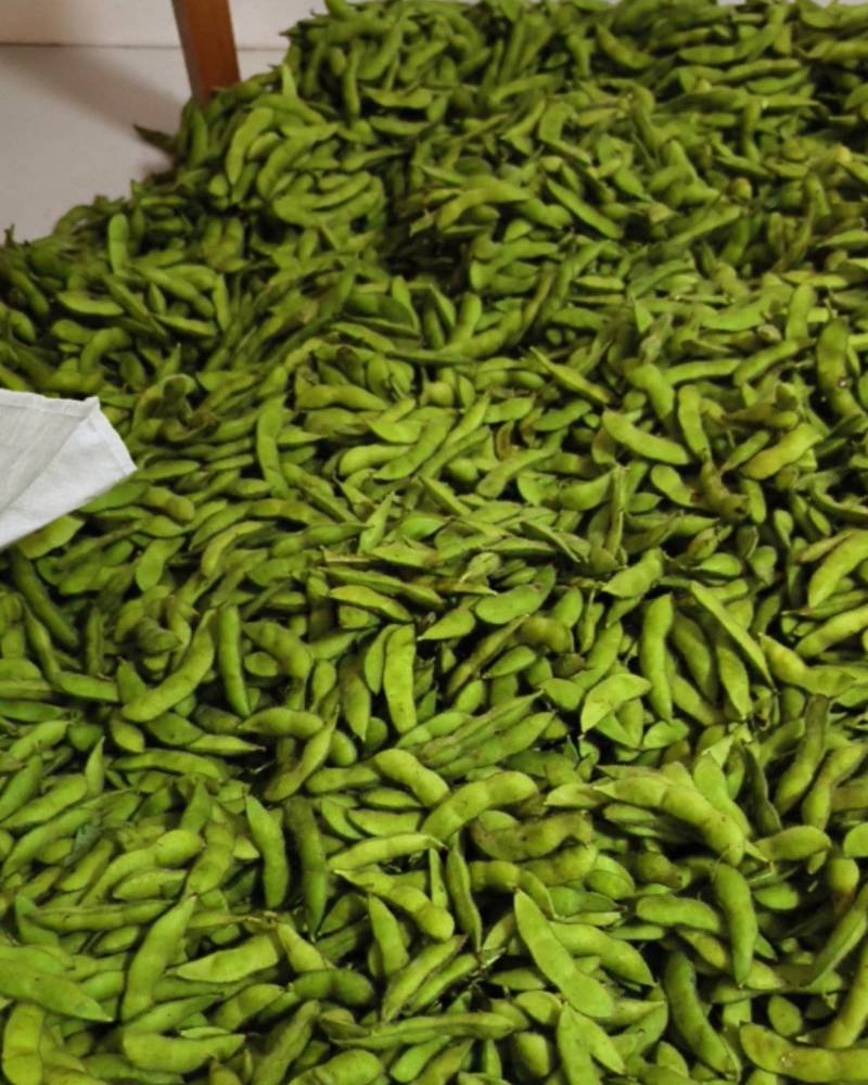 新鲜毛豆，品种绿宝石