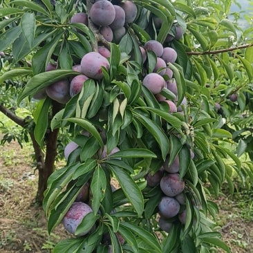 脆红李
