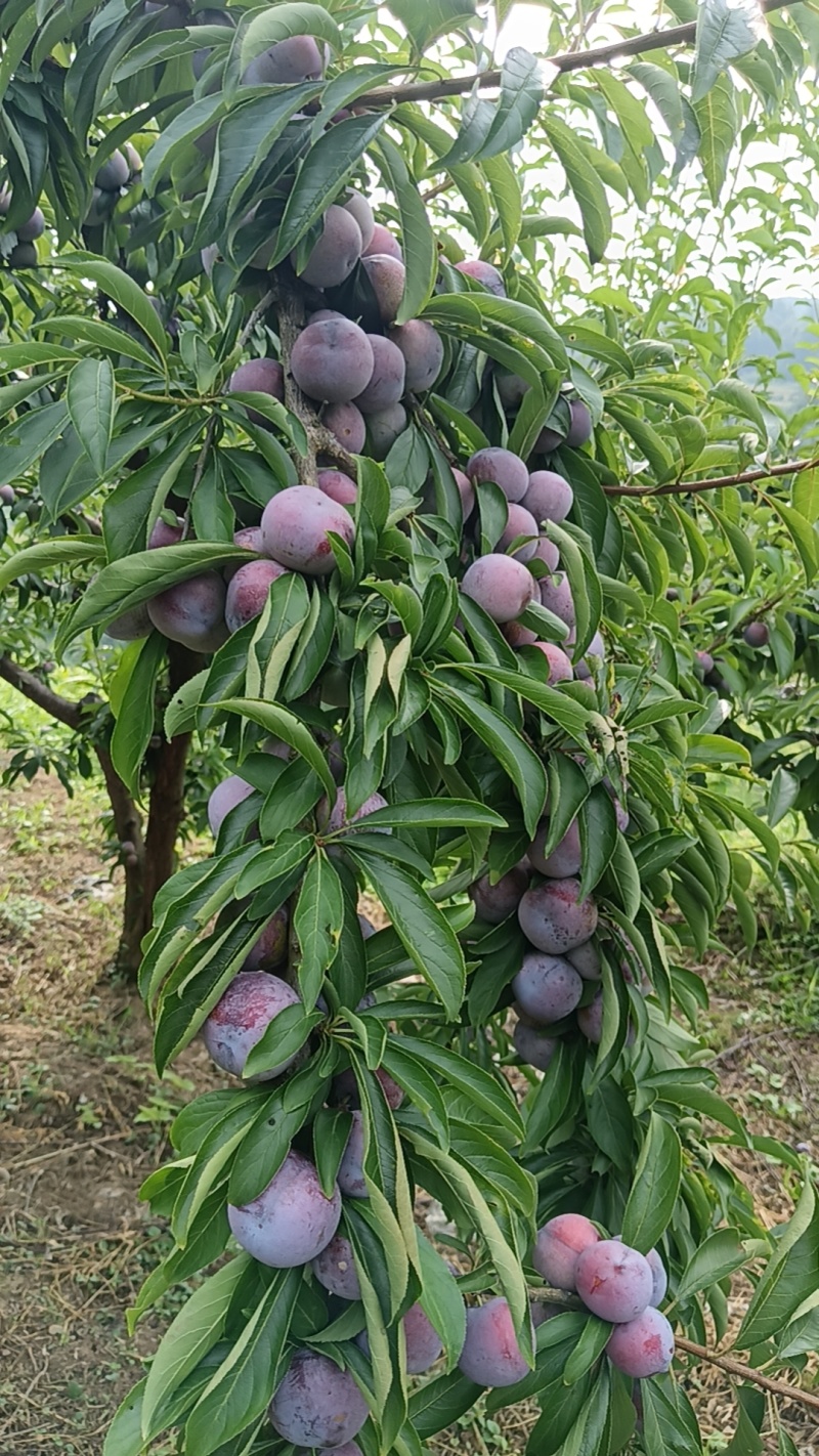 脆红李