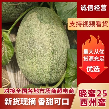 【晓蜜25】西州蜜哈密瓜现摘现发新鲜可对接全国电商市场