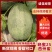 【晓蜜25】西州蜜哈密瓜现摘现发新鲜可对接全国电商市场