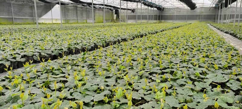 本地自产自销电烤烘干罗汉果