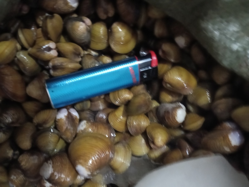 黄沙蚬