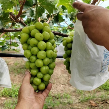 砀山阳光玫瑰葡萄基地连片种植面积大糖度高对接商超市场